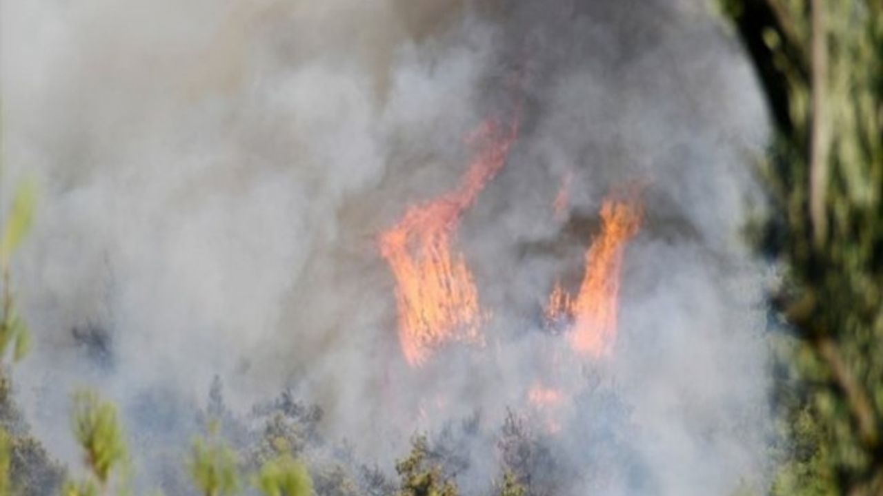 Manisa'da orman yangını çıktı