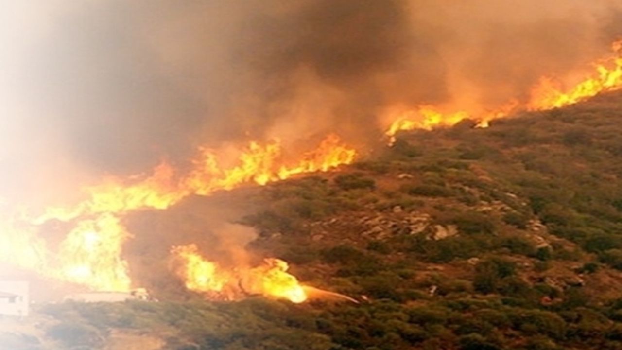 Muğla'da orman yangını! Alevler hızla yayılıyor