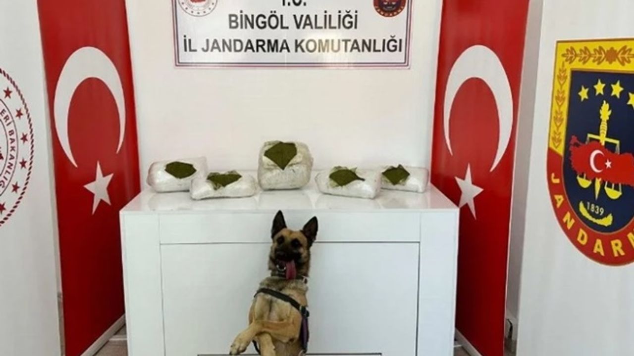 Bingöl’de toprağa gömülü toz esrar bulundu