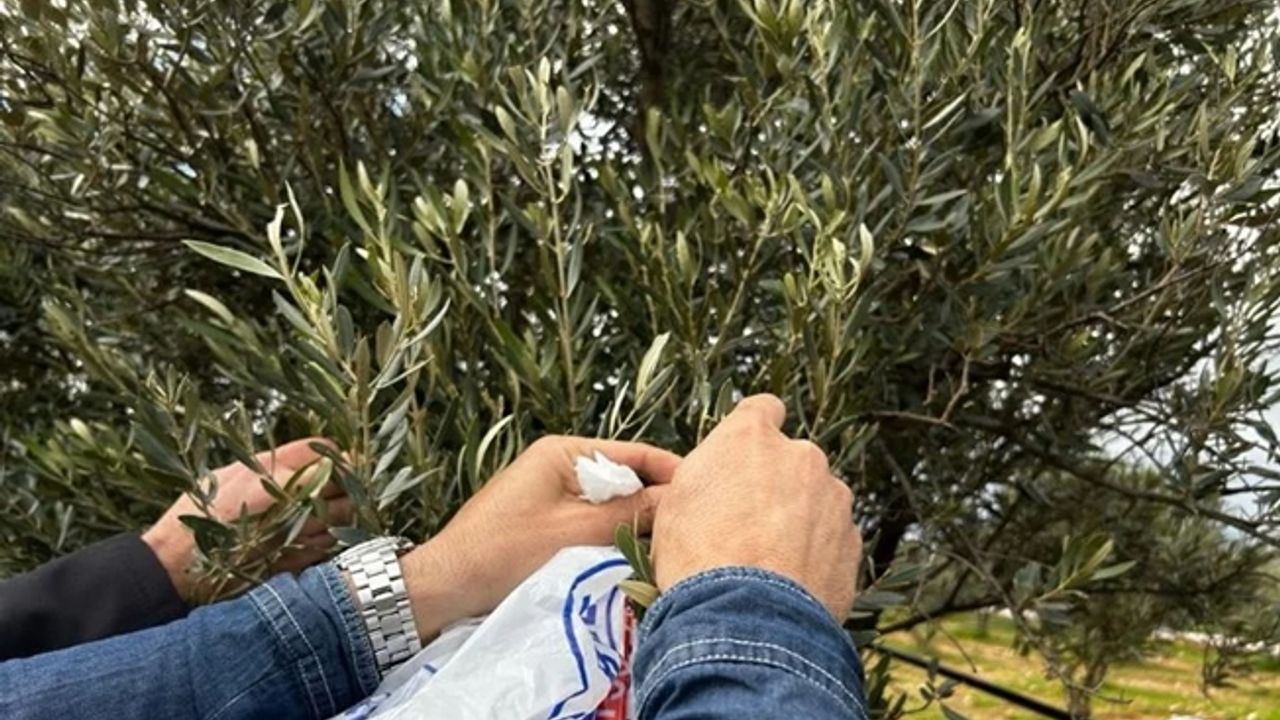 Milas'ta zeytine sahip çıkılıyor