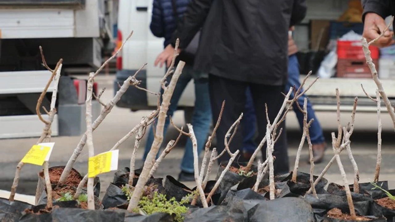 Konya'da kırsala 'Antep Fıstığı' desteği