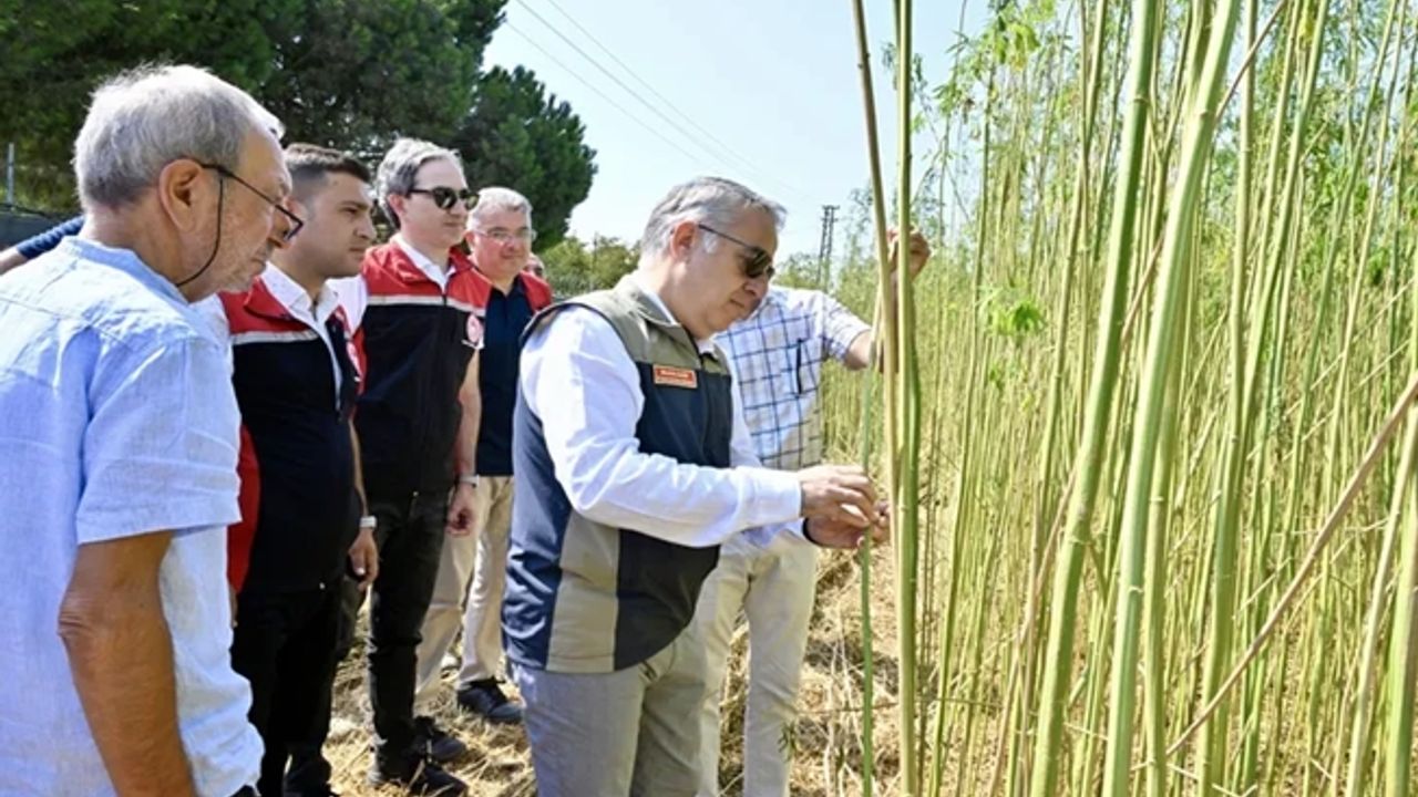 İzmir'de izinli yetiştirilen kenevire ilk hasat