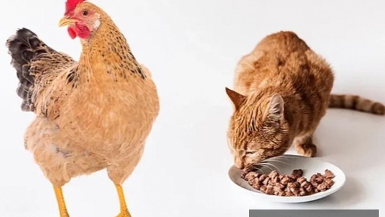 ABD'de kuş gribi salgını yayılıyor!