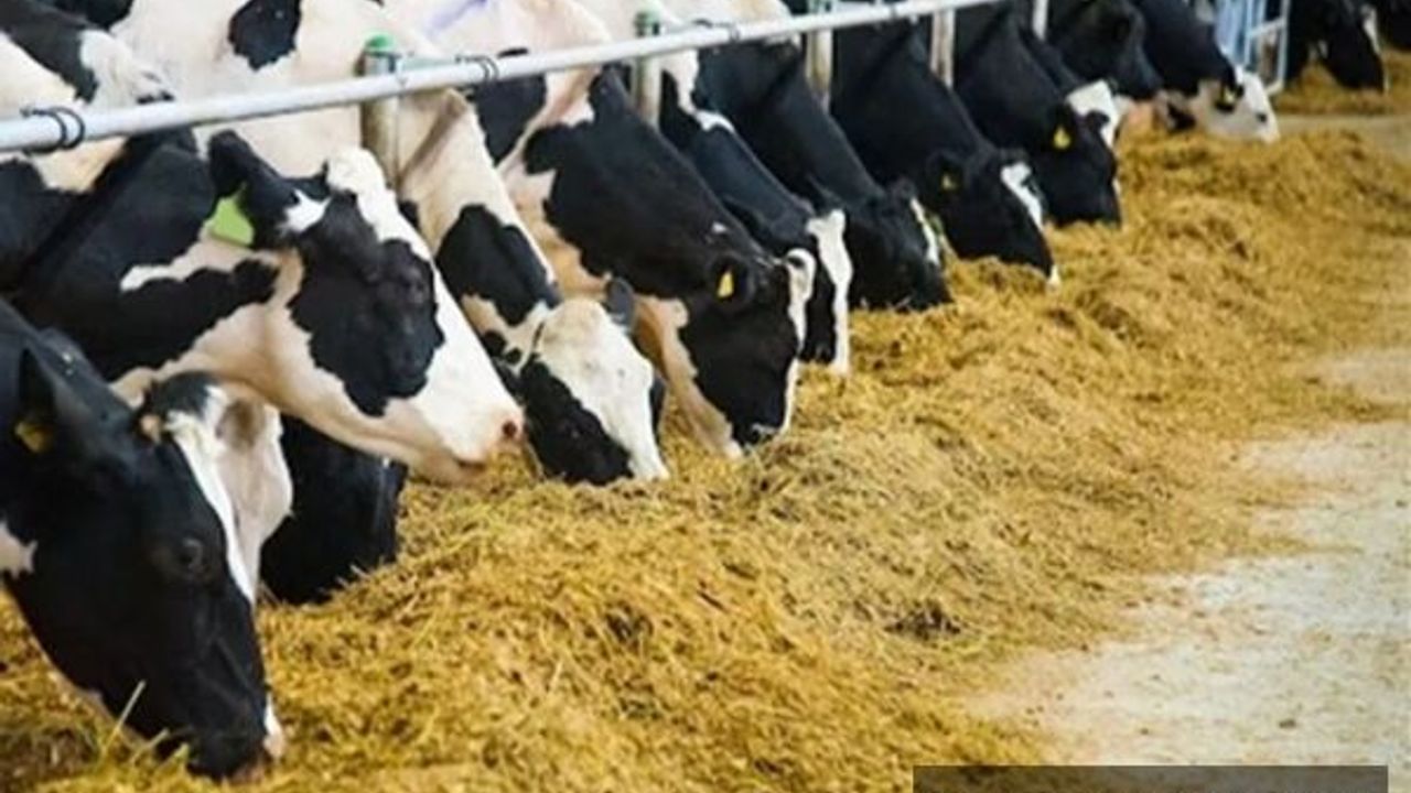 Tarımsalda en yüksek girdi hayvan yemi