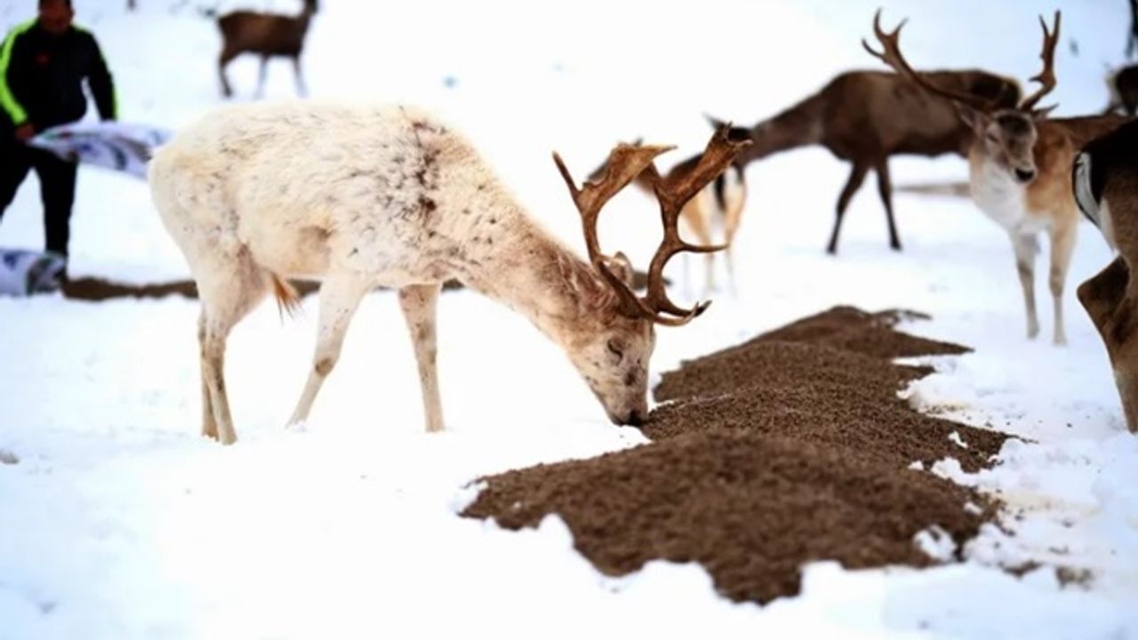 Karda çaresiz kalan hayvanlara yardım eli