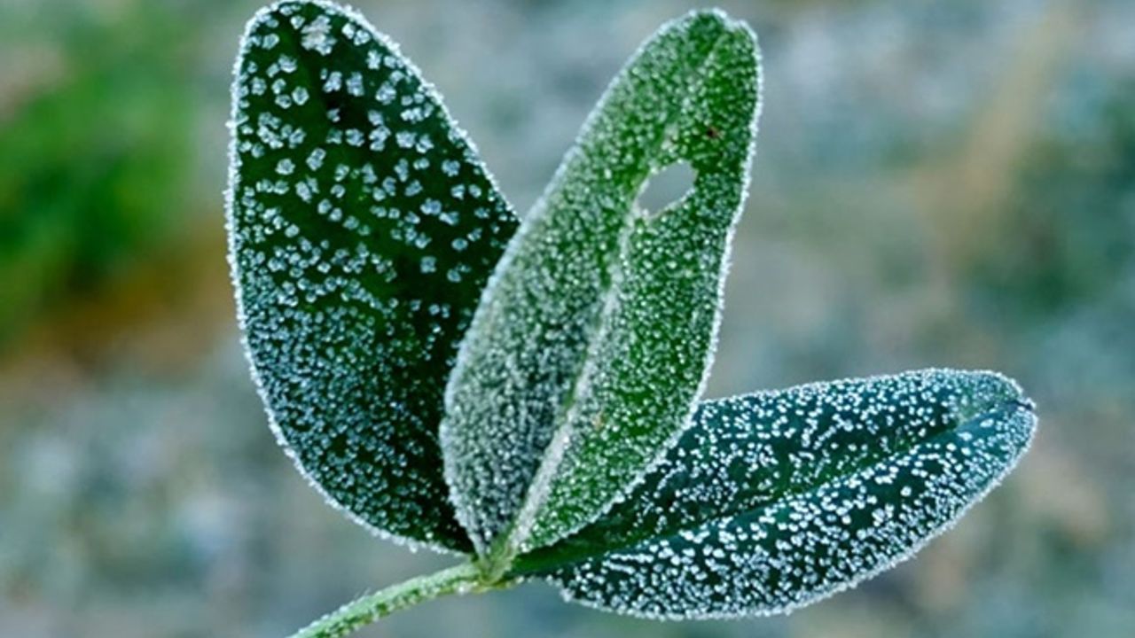 Sıcaklıklar artıyor! Meteoroloji'den zirai don uyarısı!