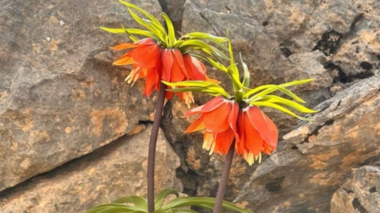 Şirvan'da  Ters Laleler Ziyaretçi Akınına Uğruyor!