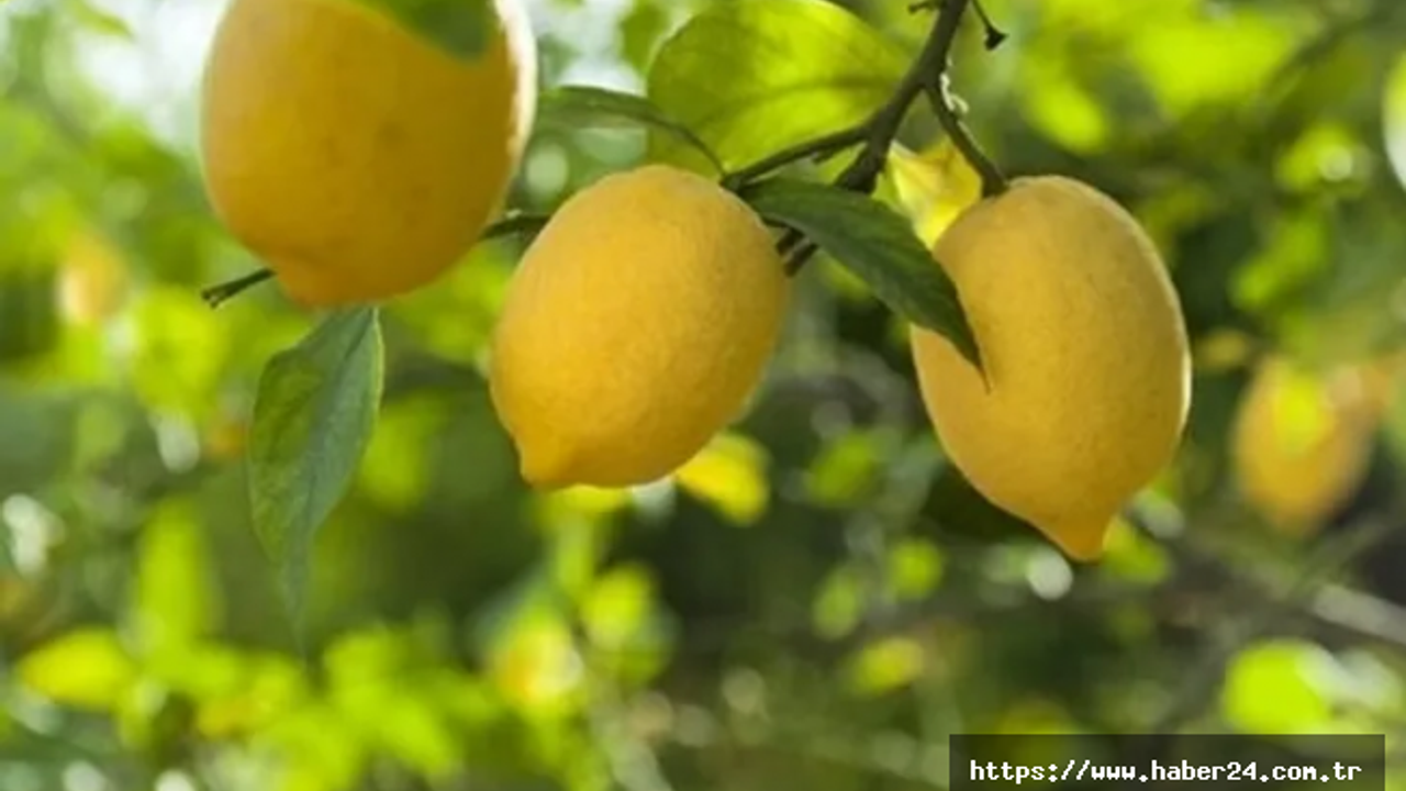 Ticaret'ten limon ihracatına geçici kısıtlama!