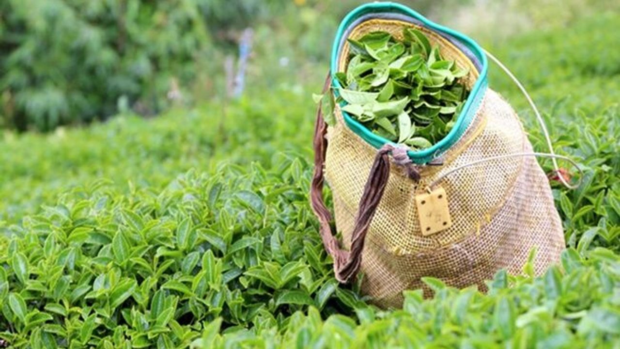 ÇAYKUR, yaş çay alımlarında randevulu sisteme geçiyor