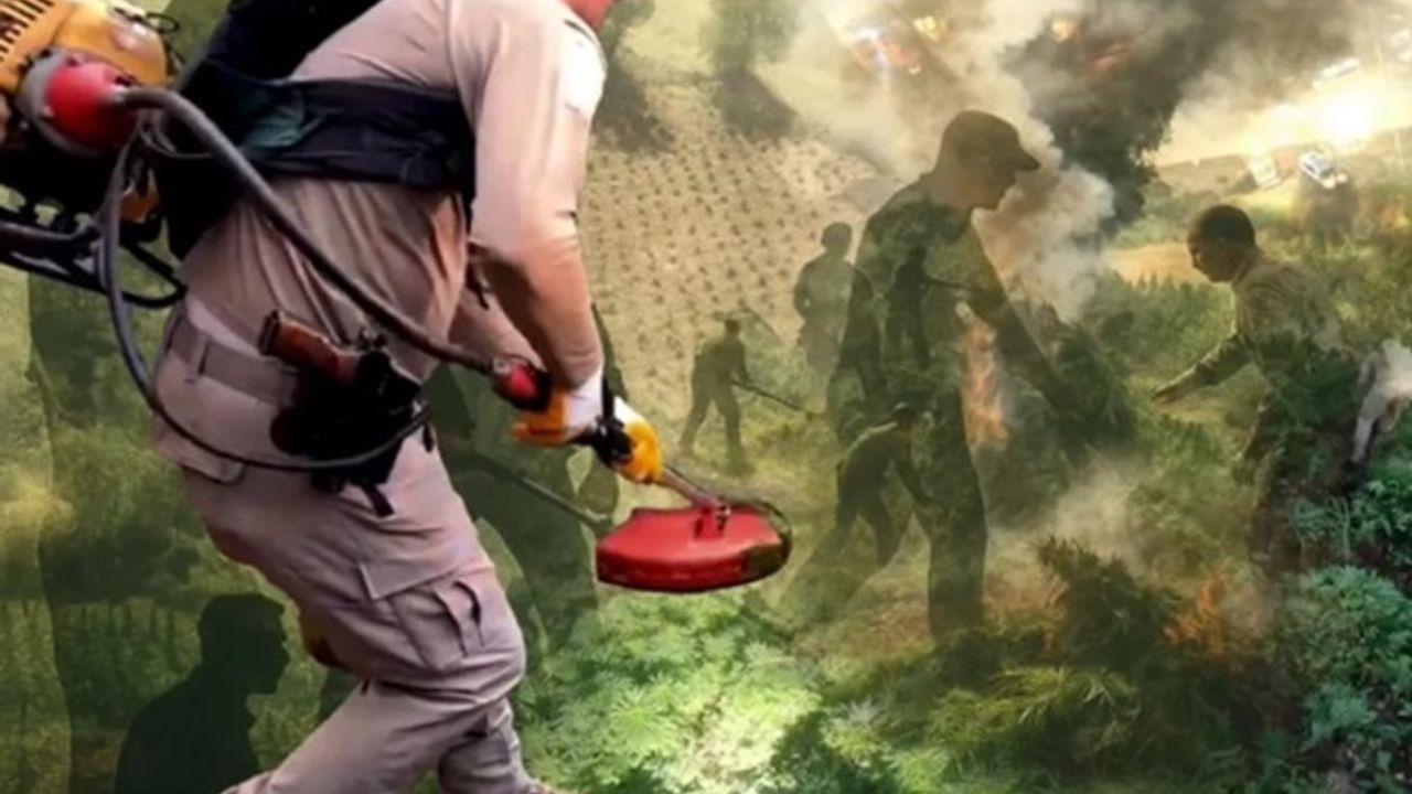 Diyarbakır'da milyonlarca kök kenevir ele geçirildi