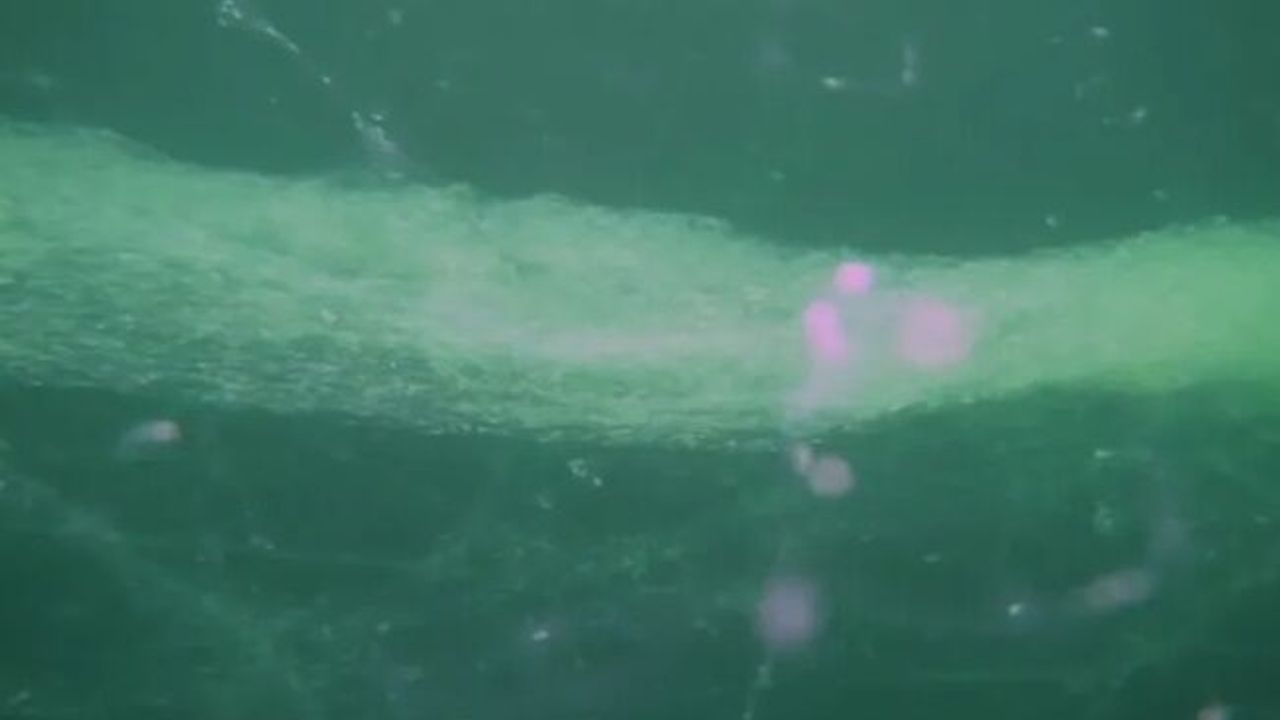 Marmara'da müsilaj alarmı! Bulut kümeleri denizi sardı