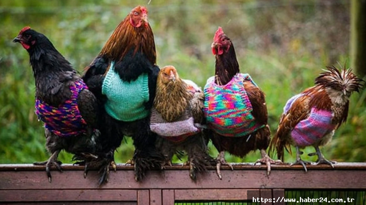 Martta tavuk eti üretimi 231 bin tonu aştı