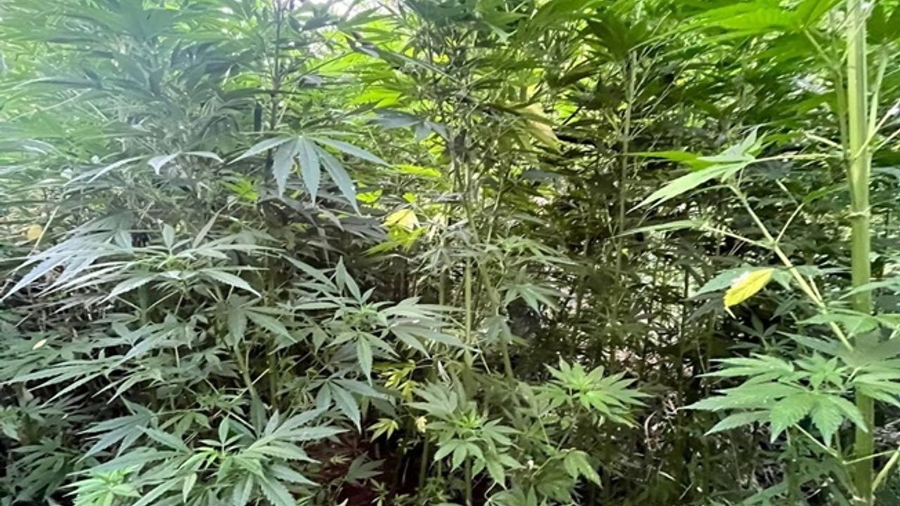 Bingöl’de Uyuşturucu Operasyonu: Binlerce Kök Kenevir Ele Geçirildi