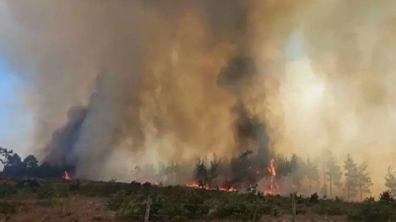 Çanakkale’nin Gelibolu ilçesi'nde orman yangını