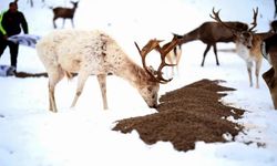 Karda çaresiz kalan hayvanlara yardım eli