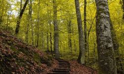 Bolu ormanlarına girişler 30 Eylül'e kadar yasaklandı!