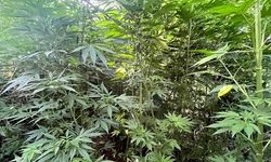 Bingöl’de Uyuşturucu Operasyonu: Binlerce Kök Kenevir Ele Geçirildi