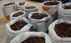 Coğrafi İşaretli Düzce Kuzu Kestanesi Pazara İndi