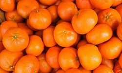 Narenciye ihracatı 2025’te rekor gelir sağladı