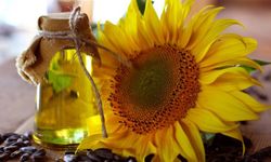 Türkiye’den Ayçiçeği Yağı İhracatı: İlk Çeyrekte 316 Milyon Dolarlık Gelir