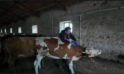 Aydın’da Şap Hastalığı tedbirleri: 17 mahallede karantina uygulaması