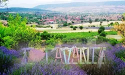 Kuyucak'ta lavanta sezonu başladı