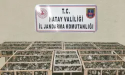 Saka kuşları özgürlüğe kanat çırptı