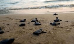 Antalya sahillerinde 25 bin caretta caretta yavrusu denizle buluştu