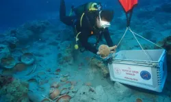 Antalya Adrasan Açıklarında 2100 Yıllık Batık Gün Yüzüne Çıkarıldı