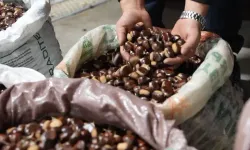 Düzce'nin coğrafi işaretli Kuzu Kestanesi'ne Türkiye’nin dört bir yanından tüccar ilgisi