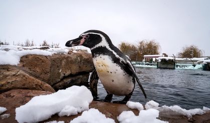 ESKİŞEHİR HAYVANAT BAHÇESİ’NDE KAR SEVİNCİ