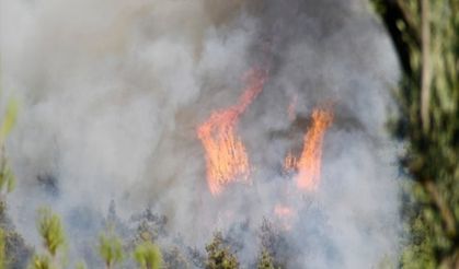 Manisa'da orman yangını çıktı