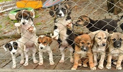 9 bin 500 sokak hayvanı sağlığına kavuştu