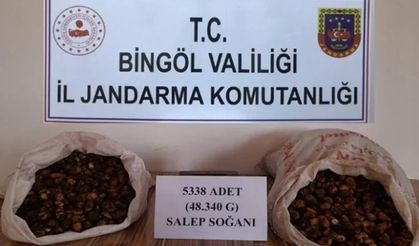 Bingöl'de salep soğanı toplayanlara 1 milyon 221 bin lira ceza kesildi