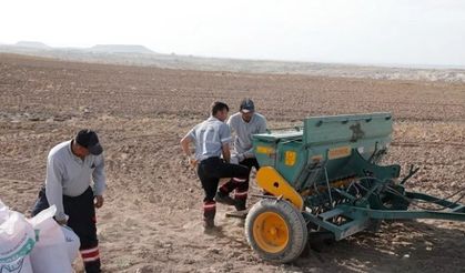 Nevşehir Belediyesi'nden yerli tohum ekimi