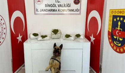 Bingöl’de toprağa gömülü toz esrar bulundu