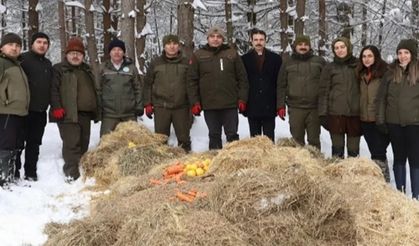 Düzce'de yaban hayvanları için yem bırakıldı