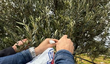 Milas'ta zeytine sahip çıkılıyor