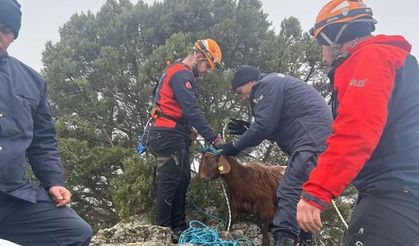 Kayalıklarda mahsur kalan hayvanı Jandarma ve AFAD ekipleri kurtardı