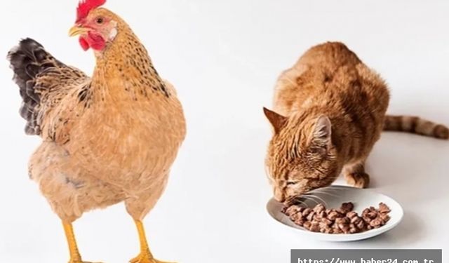 ABD'de kuş gribi salgını yayılıyor!