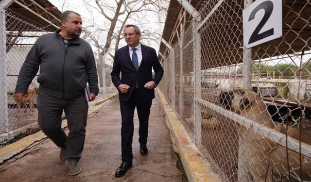 Balıkesir Ayvalık can dostların yanında