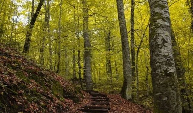 Bolu ormanlarına girişler 30 Eylül'e kadar yasaklandı!