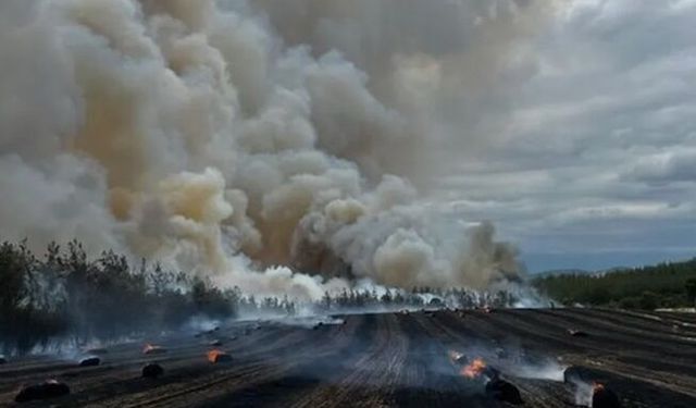 Bursa Yenişehir'de orman yangını
