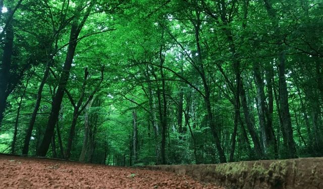 Orman Genel Müdürlüğüne 496 sözleşmeli personel alınacak!