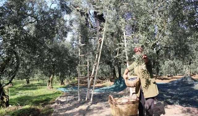 Zeytin alım fiyatlarında taban ve tavan açıklandı!