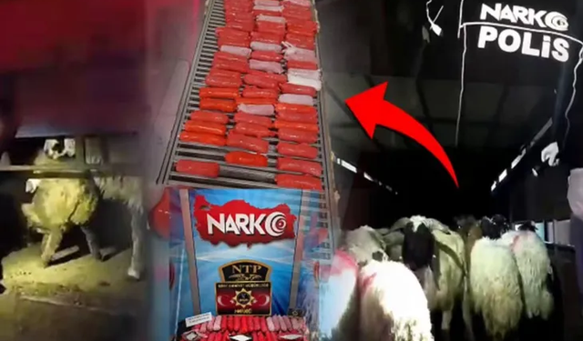 Küçükbaş hayvanların karın boşluklarına zulaladılar!