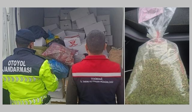 Tekirdağ’da 2 ton sağlıksız fıstık imha edildi