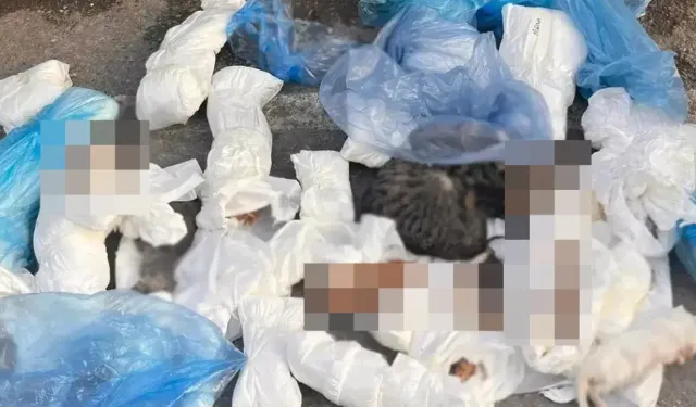 İzmir'de Çöp konteyneri yanında 33 kedi ölü bulundu