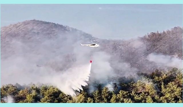 Muğla Milas'taki yangın büyük ölçüde kontrol altında