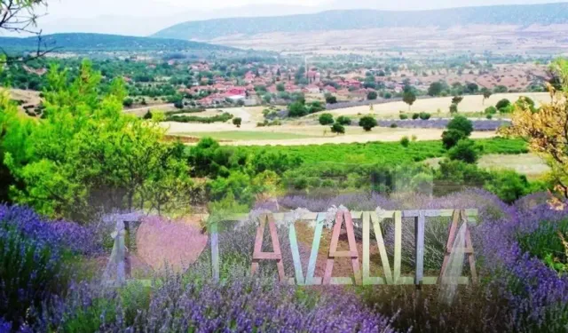 Kuyucak'ta lavanta sezonu başladı